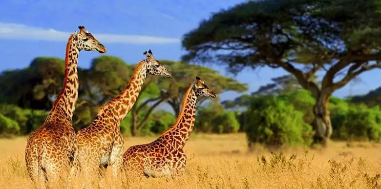 Samburu/Lake Nakuru/Masai Mara 5 Nights /6 Days