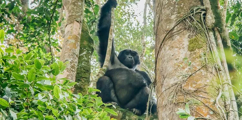 Primates tour Uganda/Rwanda 4 Nights / 5 Days