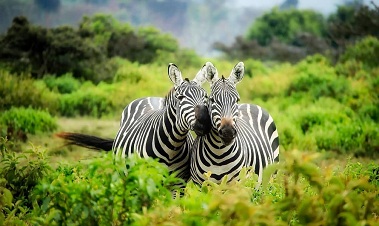 The Wild African Safari Tour Package 7 Nights / 8 Days