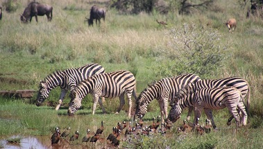 Kenya Safari 8 Nights 9 Days