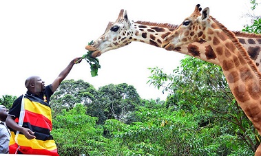 Uganda Honeymoon Safari package 5 Nights/6 Days